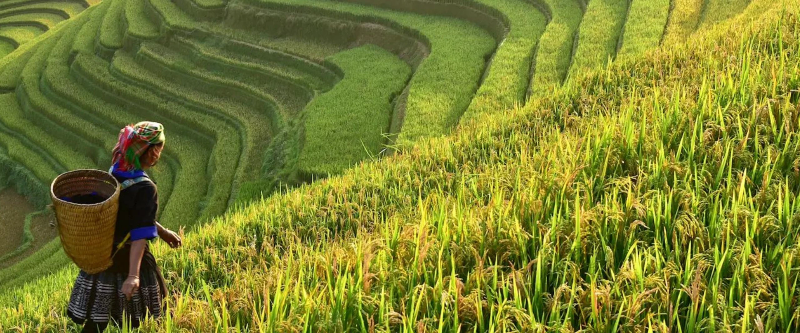 Vietnam landscape 4